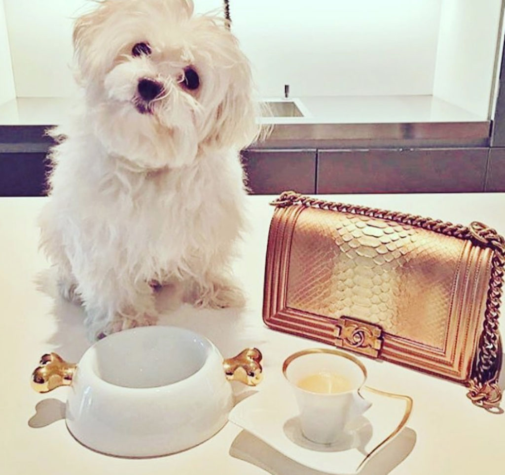 Dog with Chanel Pets Living the Good Life