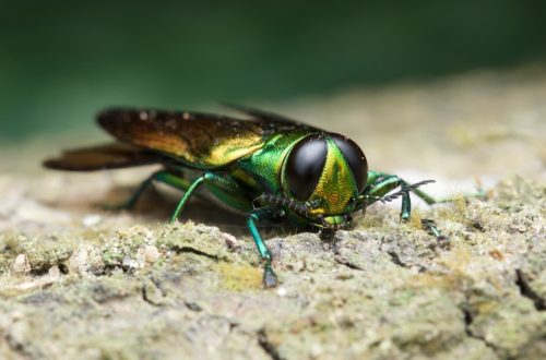 Emerald Ash Digger Gefährliche Käfer in Amerika