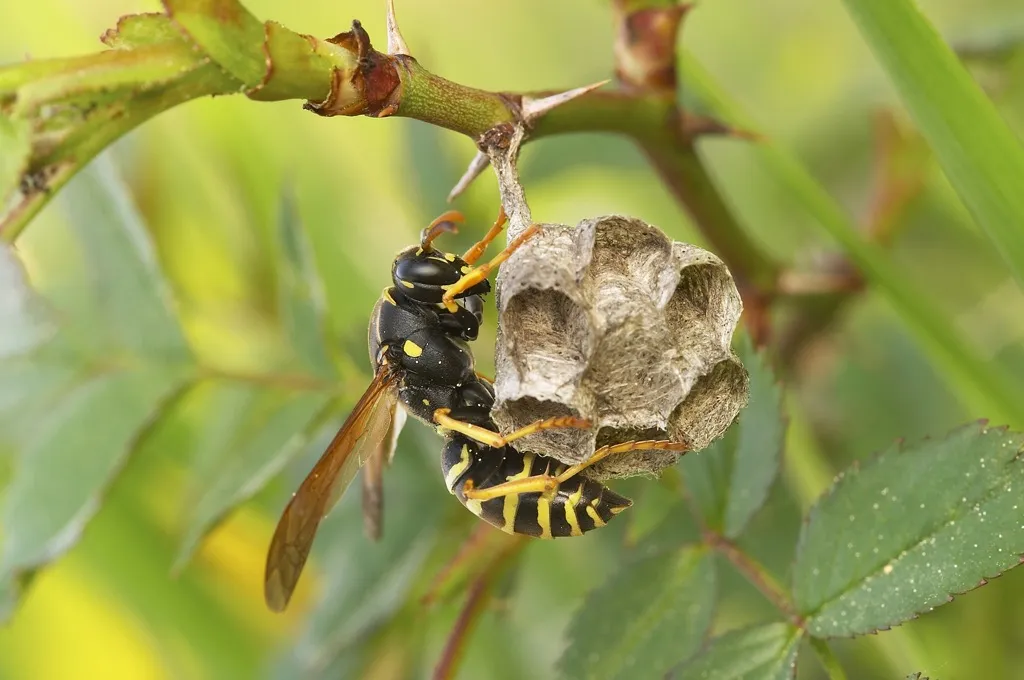 European wasp or German yellowjacket