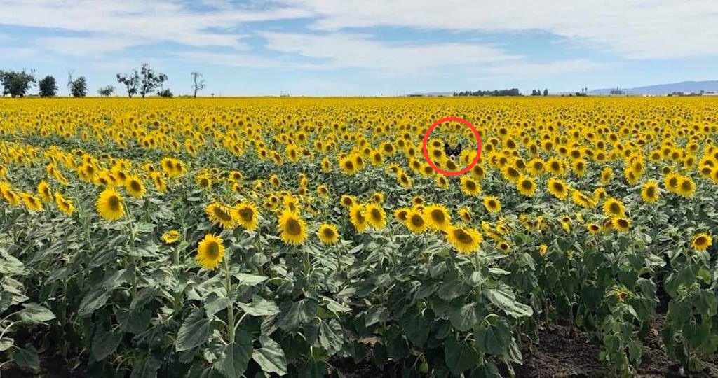 find franklin sunflower answer