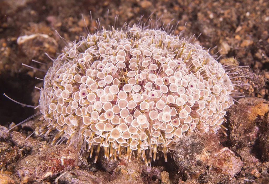 Flower urchin sea creature