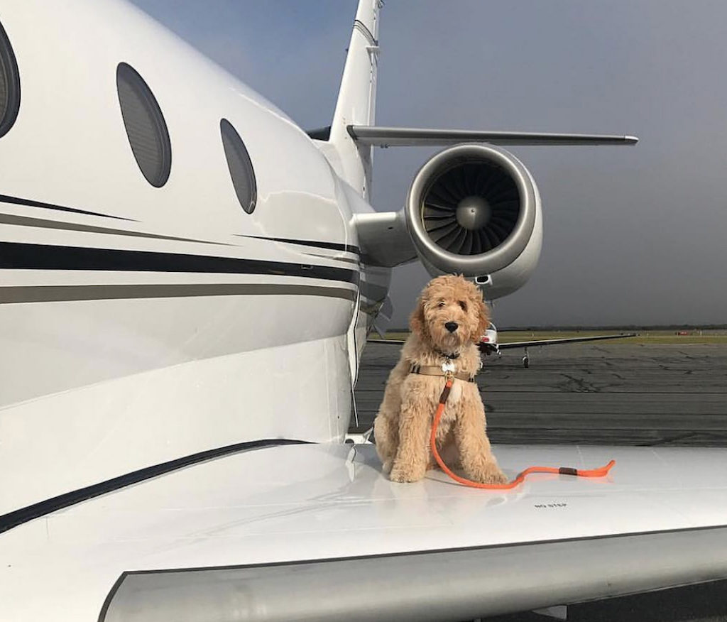Georgie the Traveling Doodle Pets Living the Good Life