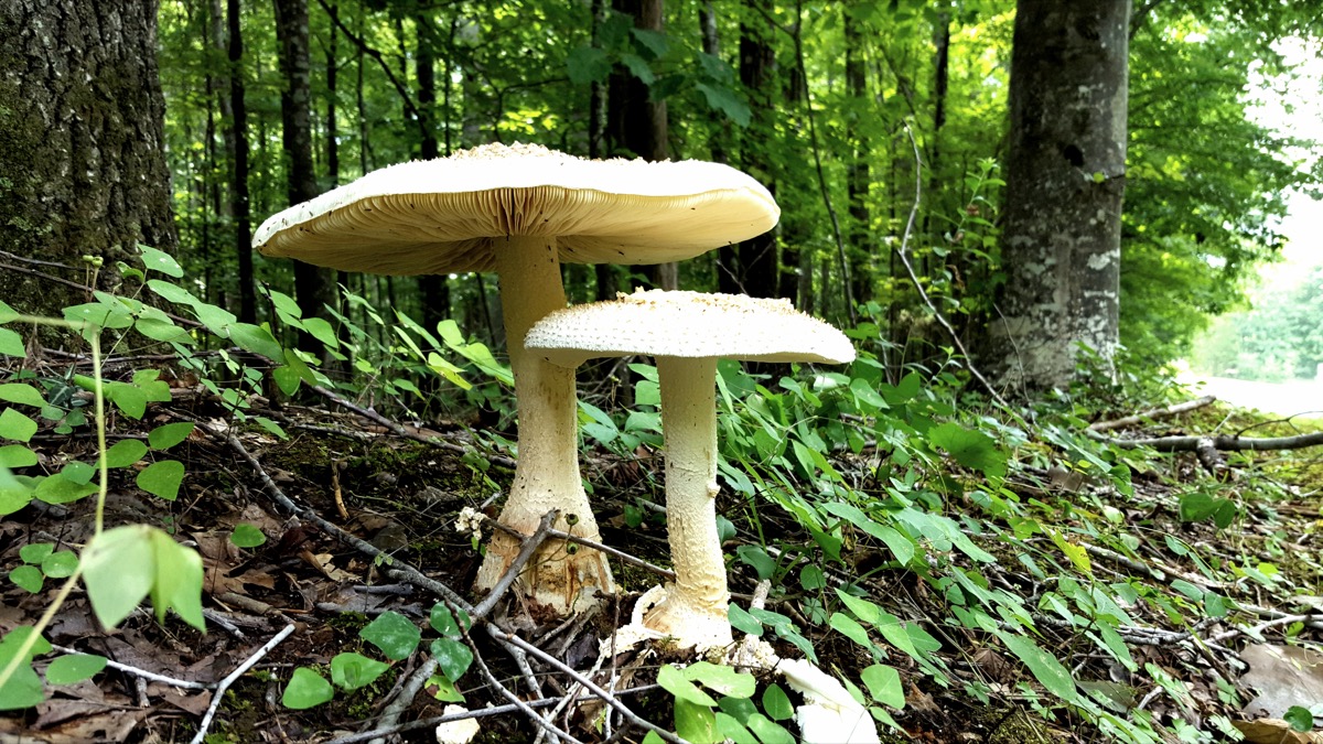 giant mushrooms in a forest