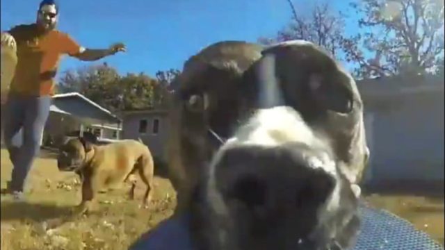 dog steals go-pro video