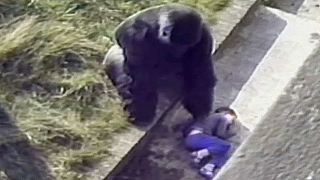 Gorilla Saves Boy Animals Who Are Real-Life Heroes