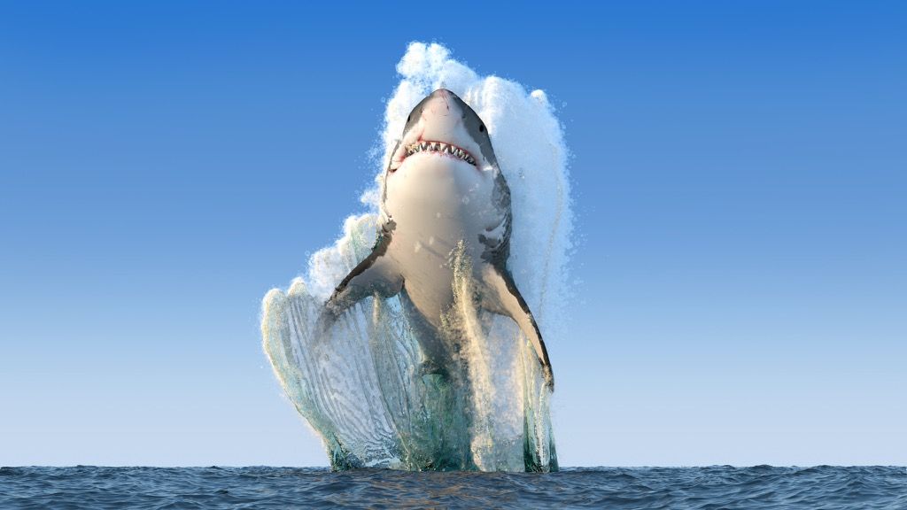 great white shark jumping out of ocean