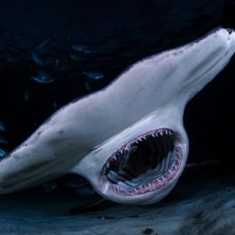 hammerhead shark