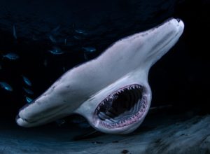 hammerhead shark