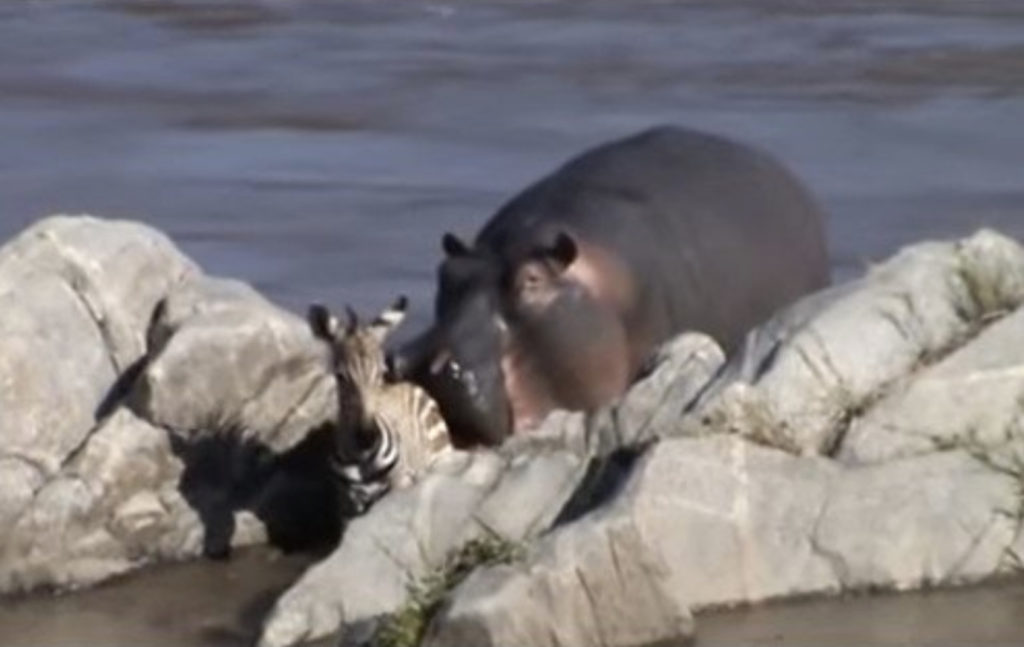 Hippo Saves Zebra Animals Who Are Real-Life Heroes