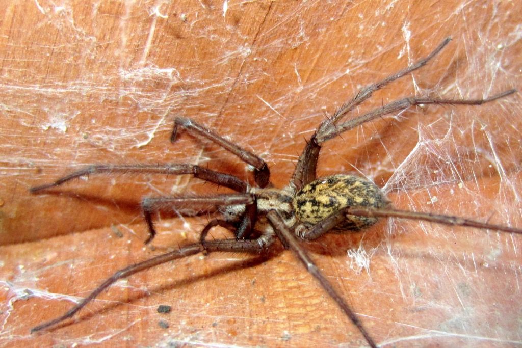 Eight strange but true spider facts