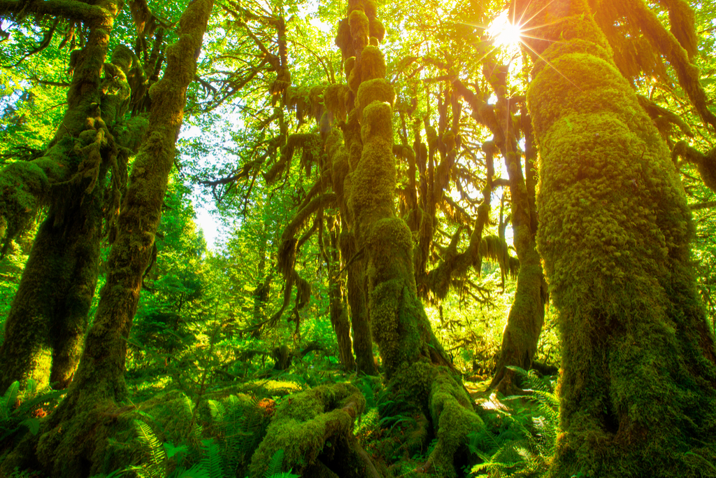 Hoh Rain Forest Surreal Places in the U.S.