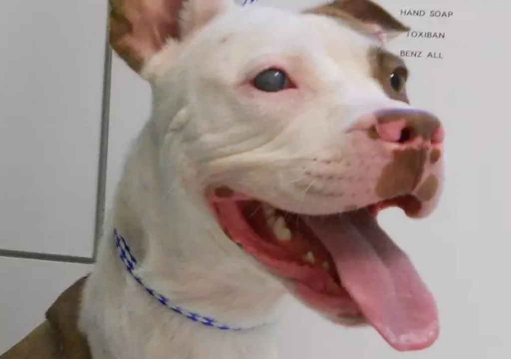 Lefty the Pitbull Animals Who Are Real-Life Heroes