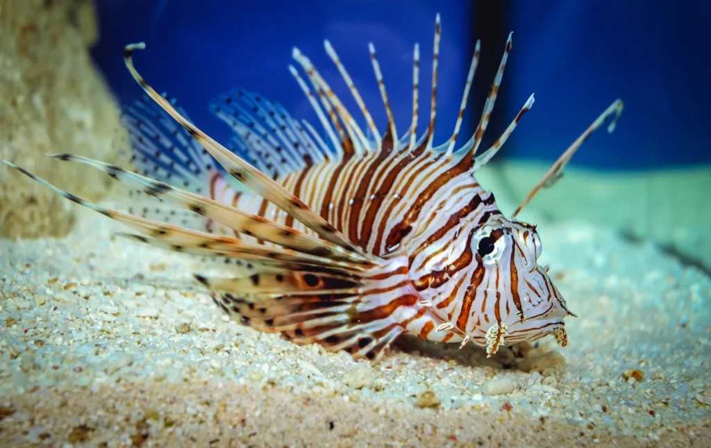 Lionfish Sea Creatures That Sting