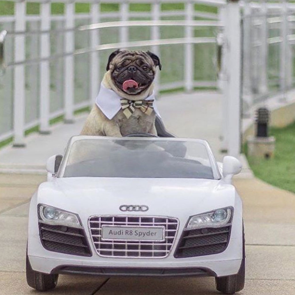 Little Tony The Pug in Audi Spyder Pets Living the Good Life 