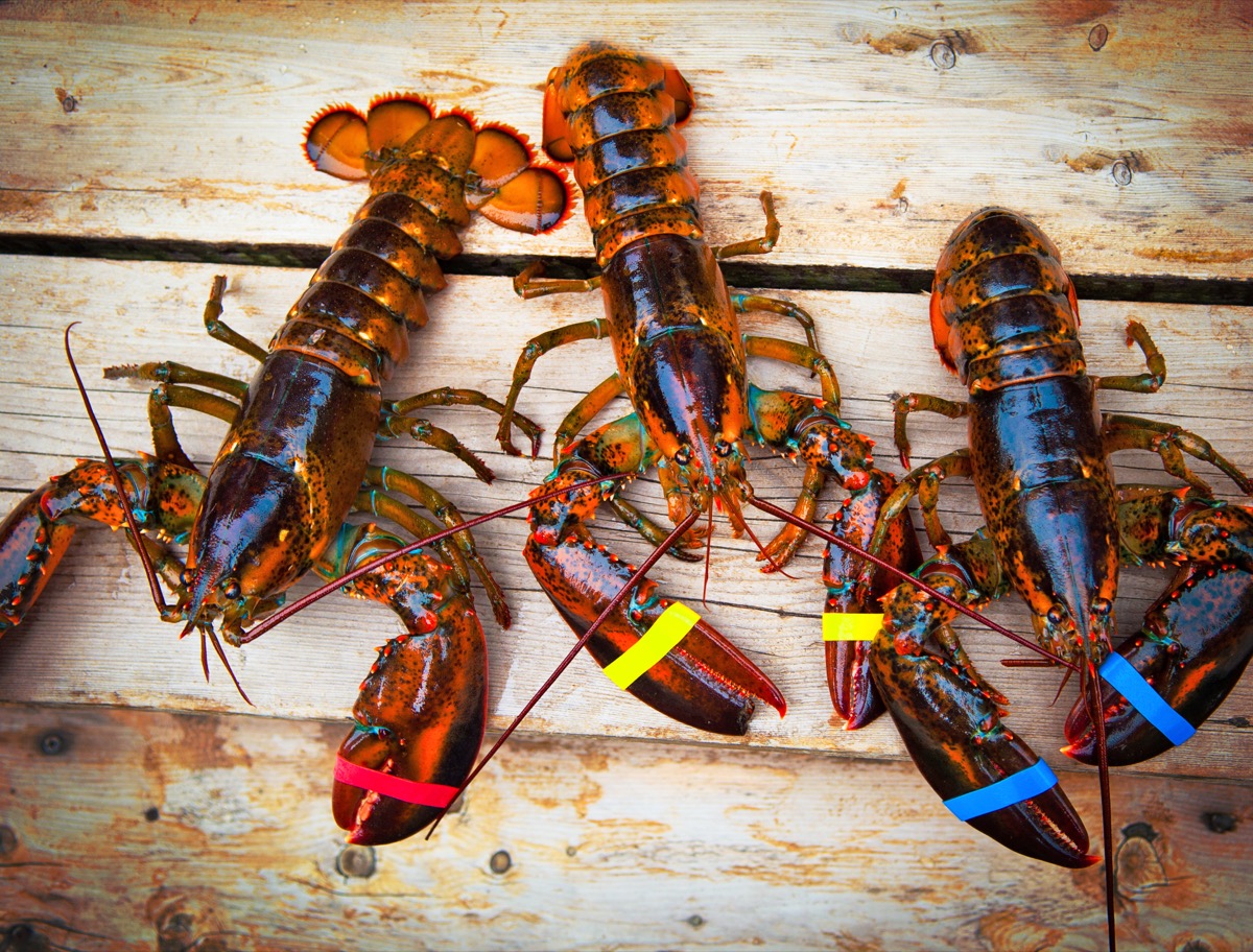 three lobsters on a wooden deck
