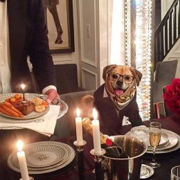 Lord Otis Pets Living the Good Life