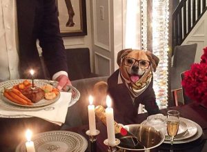 Lord Otis Pets Living the Good Life