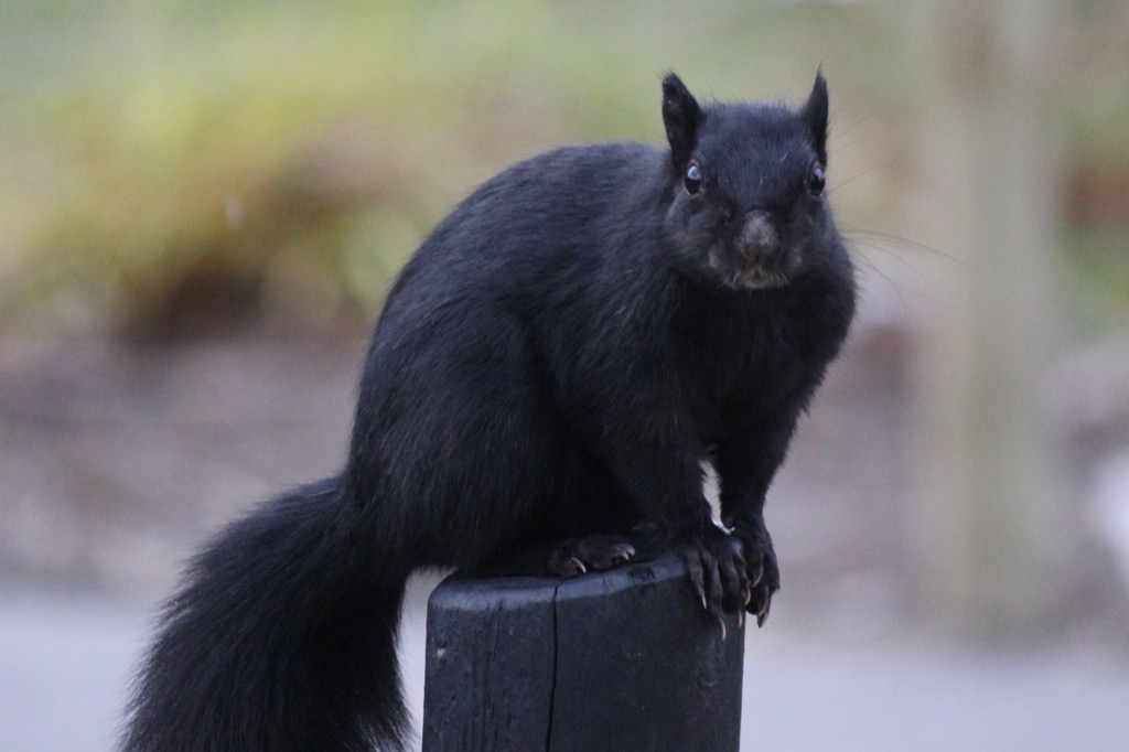 michigan black squirrel weirdest urban legends every state