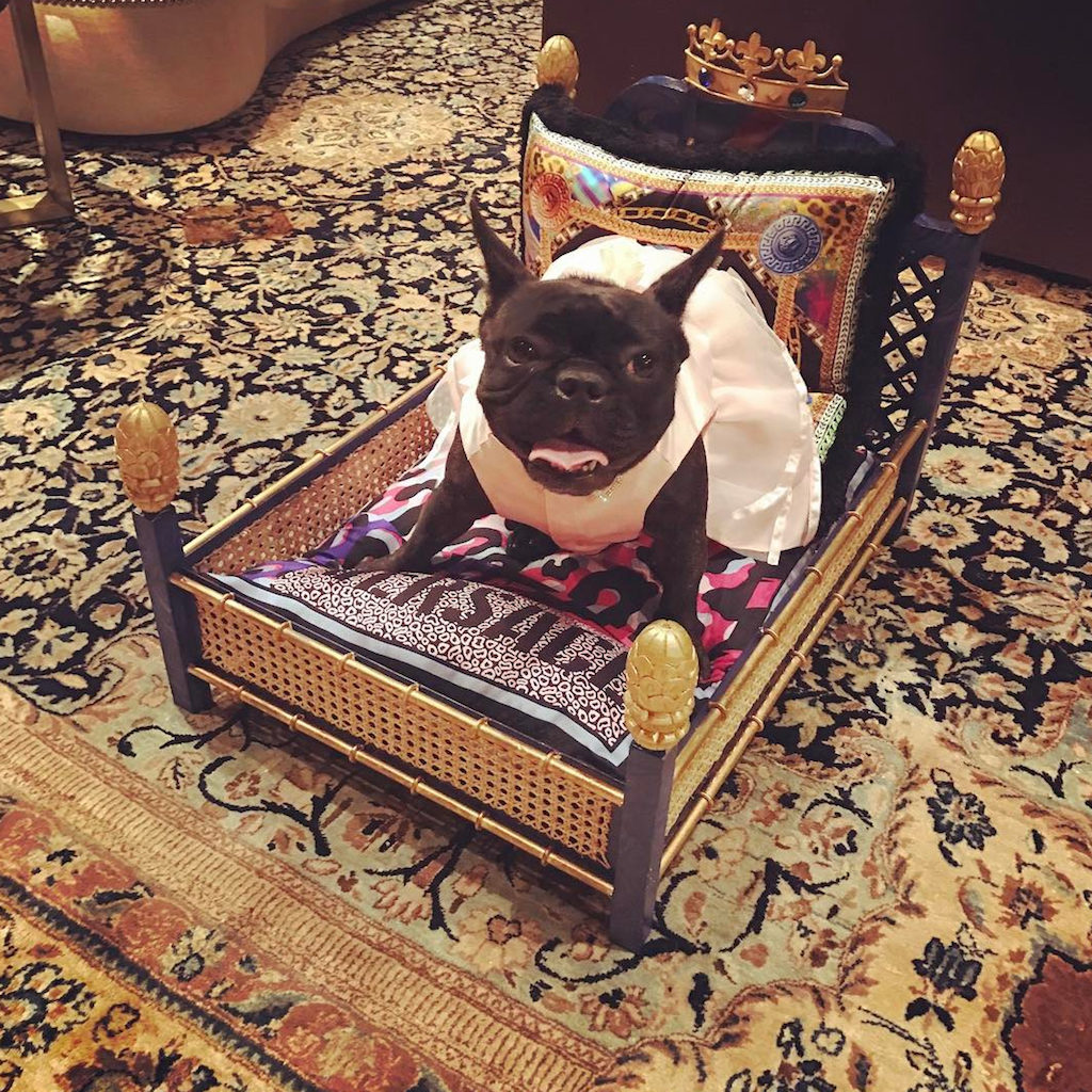 Miss Asia Lady Gaga Pets Living the Good Life