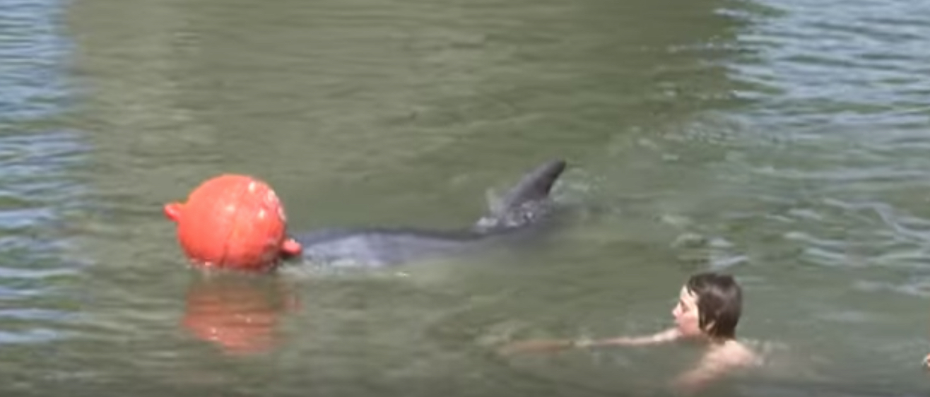 Moko the Dolphin Animals Who Are Real-Life Heroes