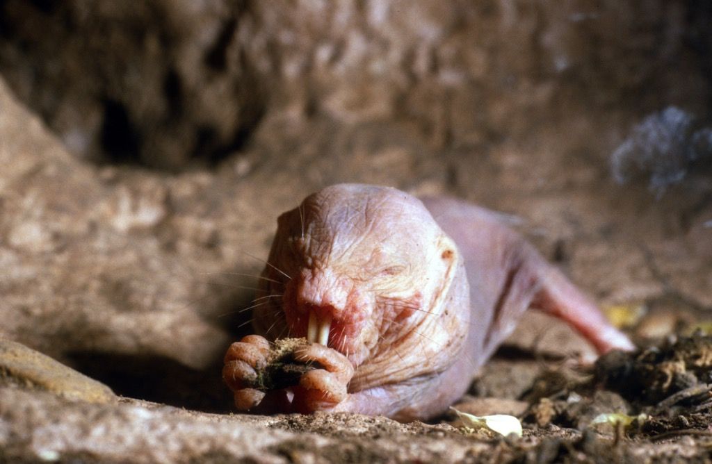 mole rat animal facts