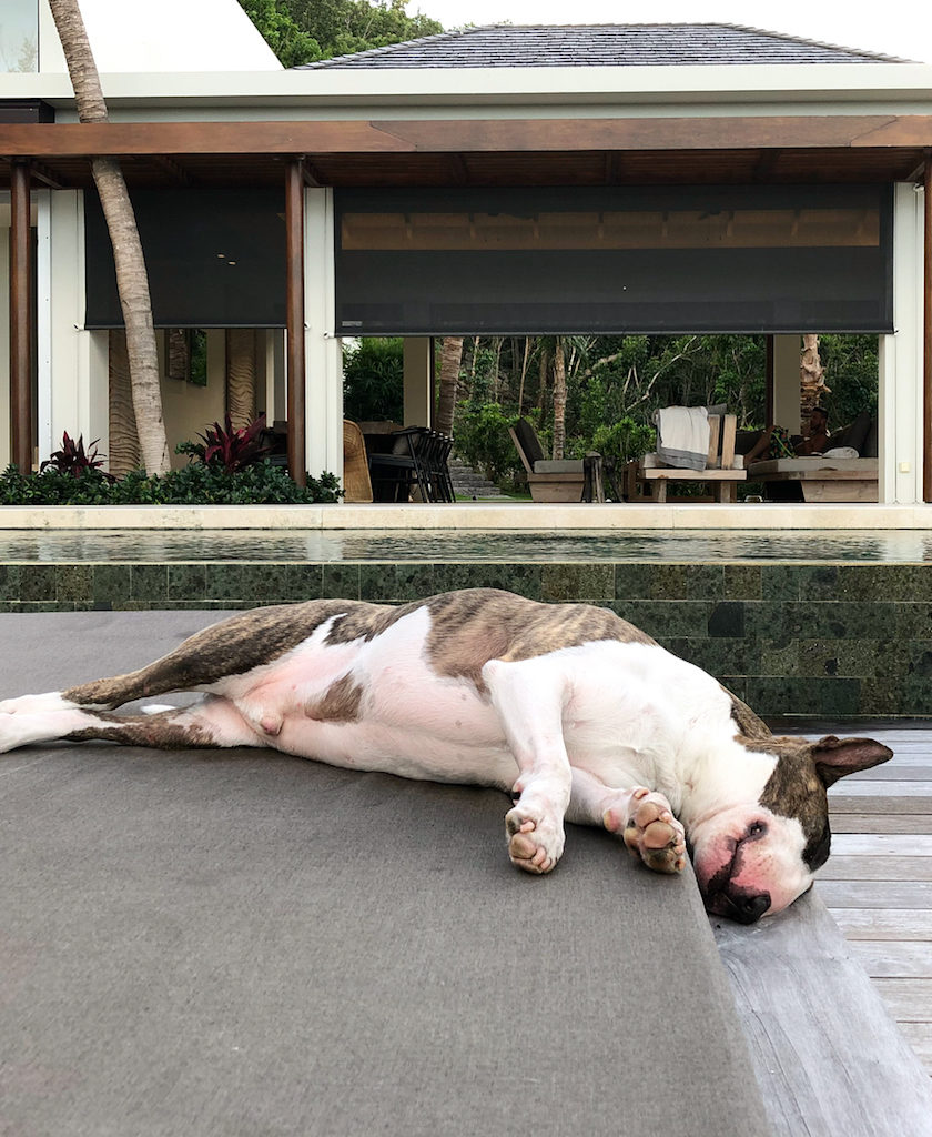 Neville Jacobs Marc Jacobs Dog Pets Living the Life