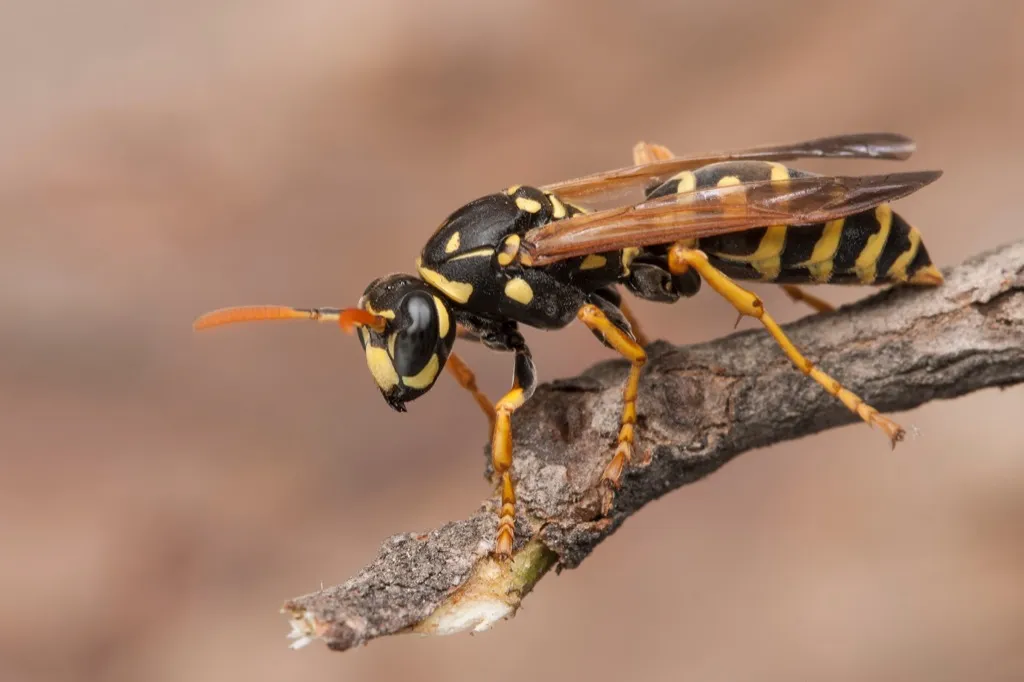 Paper wasps, backyard dangers
