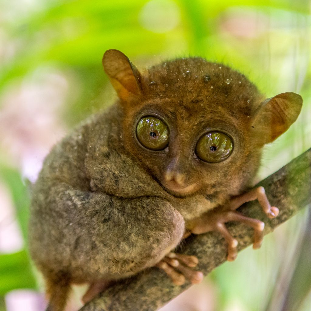 Philippine Tarsier ?quality=82&strip=all