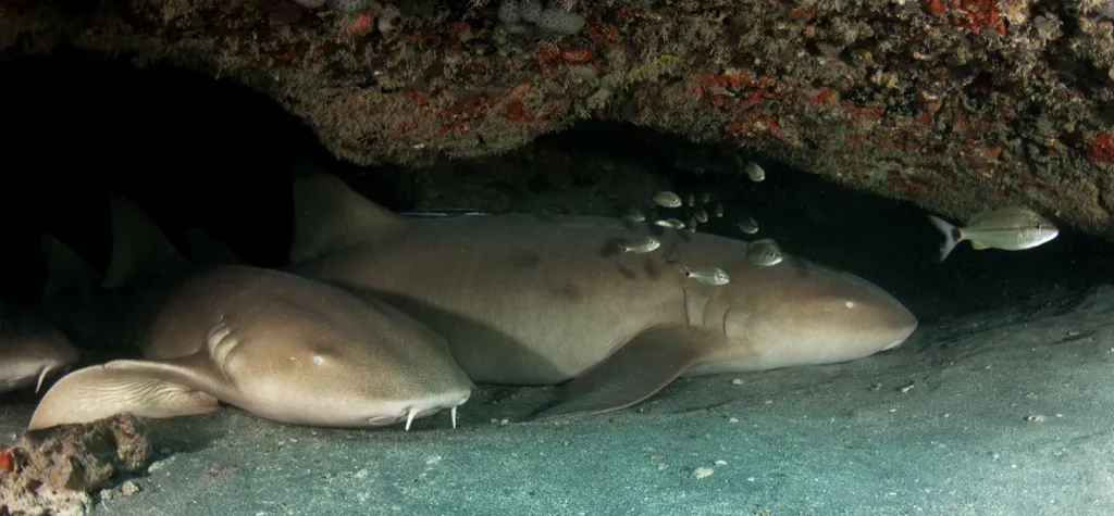 pregnant shark