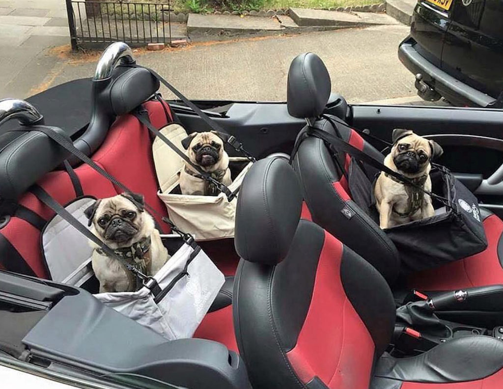 Pugs in the Car Pets Living the Good Life