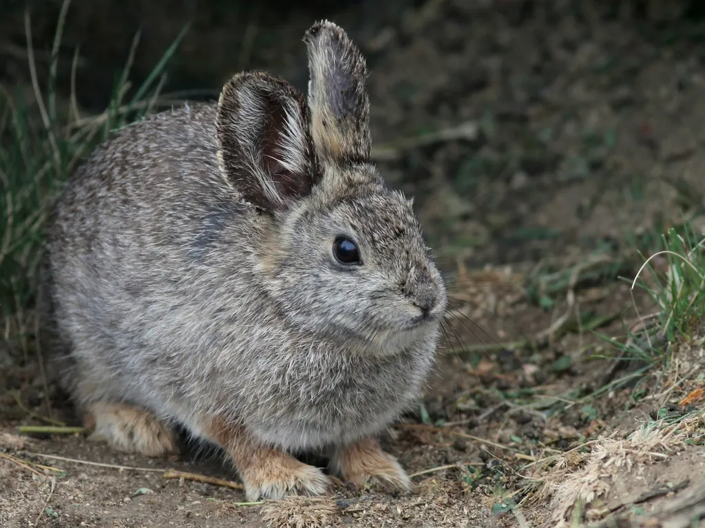 Pygmy Rabbit Smallest Animals
