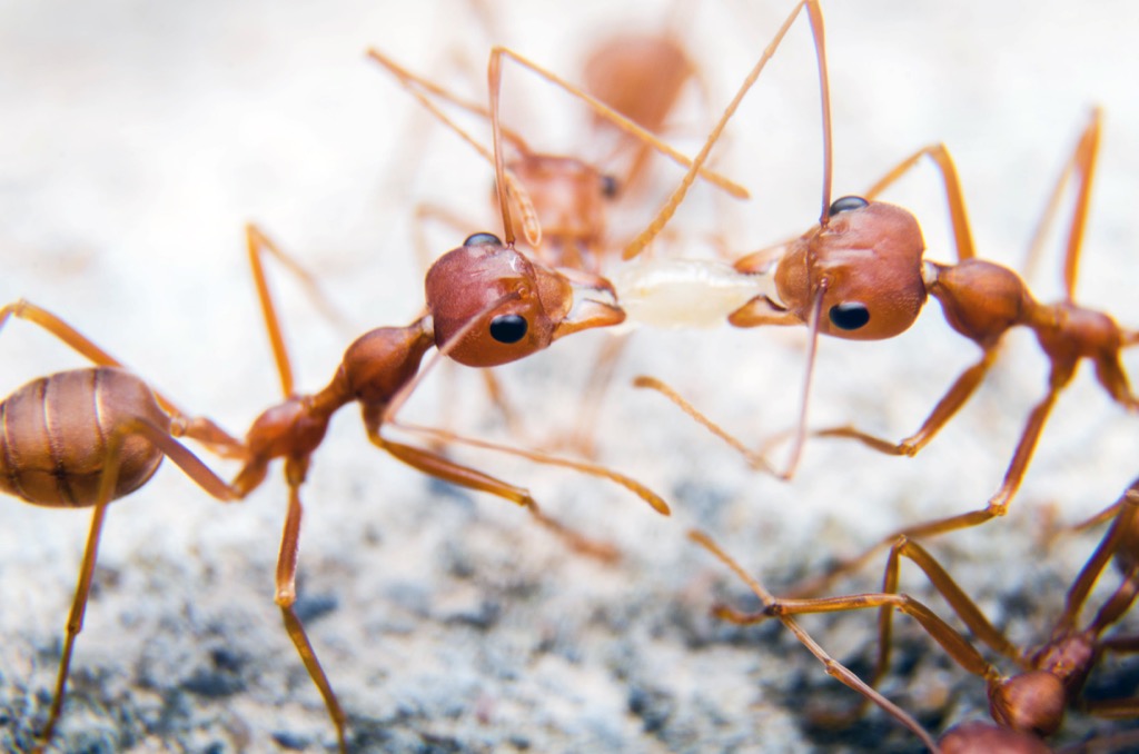 Close-up of red ants