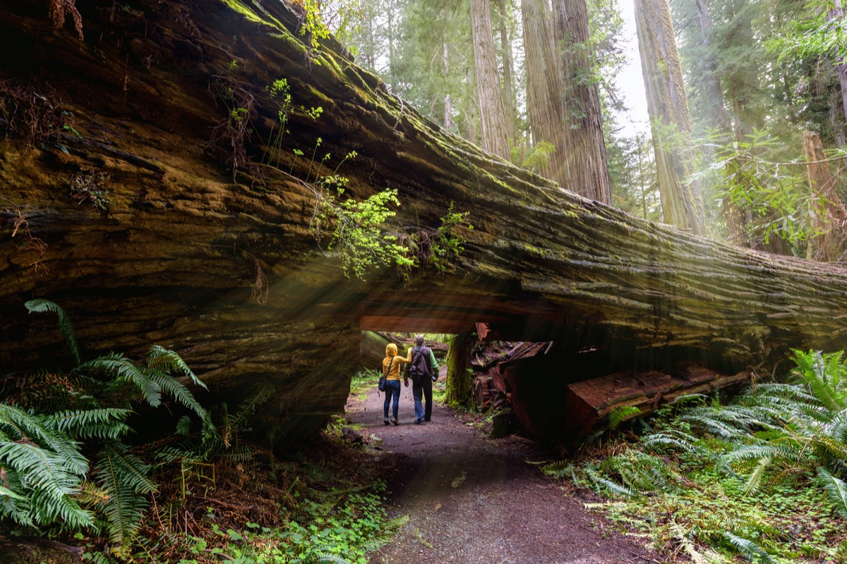 Drumeții în Parcul Național Redwood, California