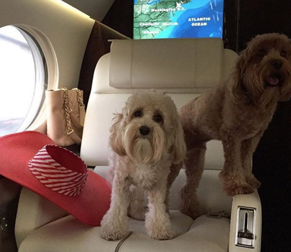Rich Dogs on Plane Pets Living the Good Life