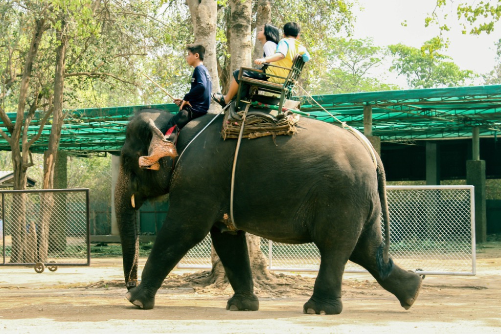 elephant ride thailand