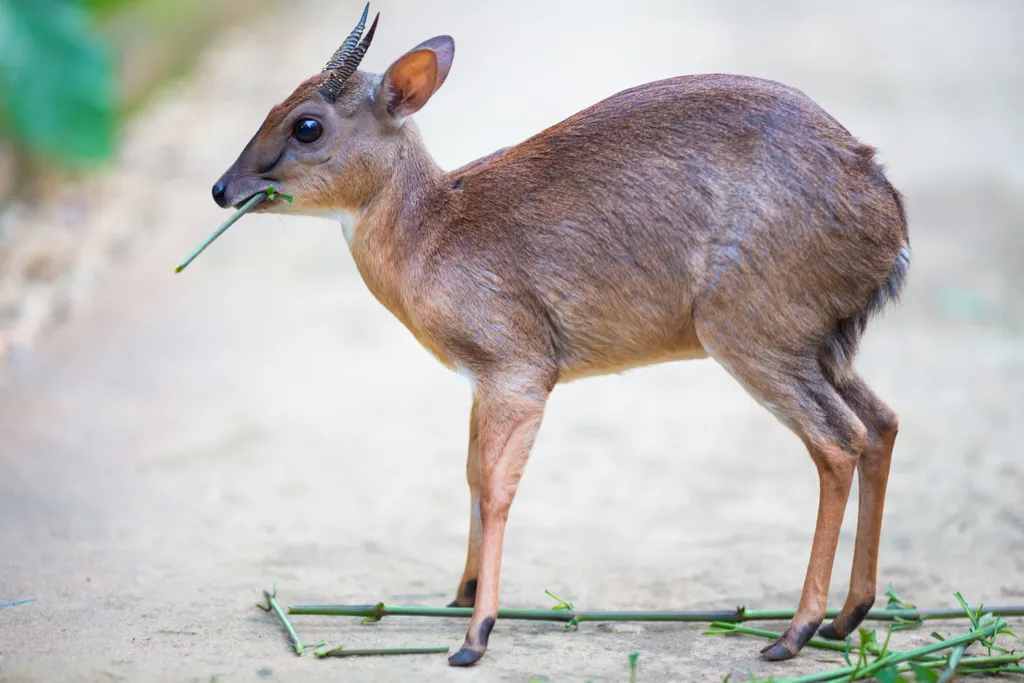 Royal Antelope Smallest Animals