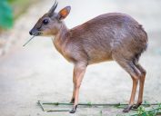 Royal Antelope Smallest Animals