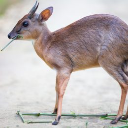 Royal Antelope Smallest Animals