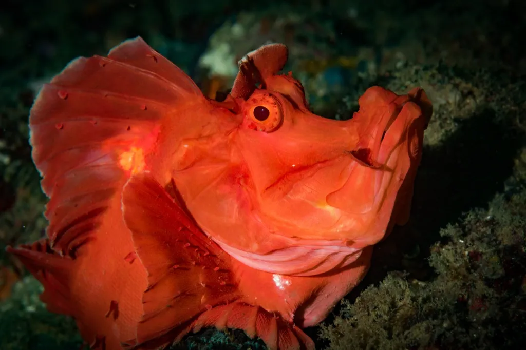 Scorpionfish Sea Creatures That Sting
