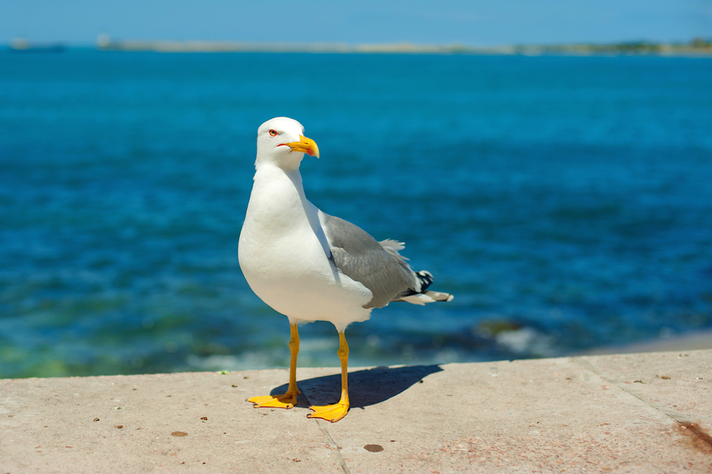 seagull at beach