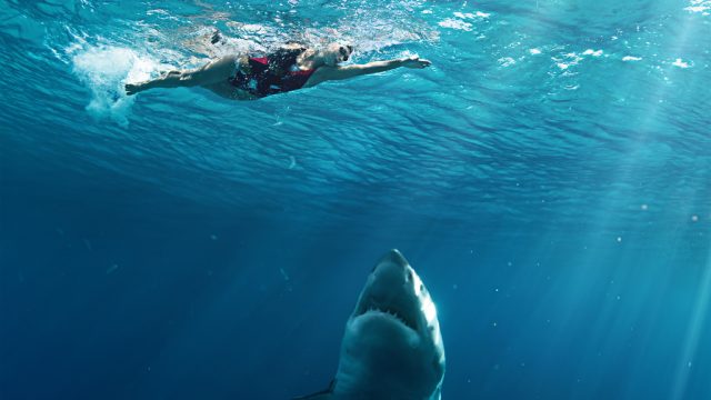 Shark Attack Swimmer