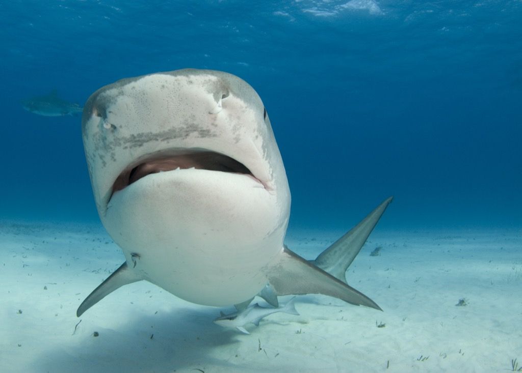 Shark facts: Shark Week starts; here are some interesting facts about sharks  that may surprise you - The Economic Times