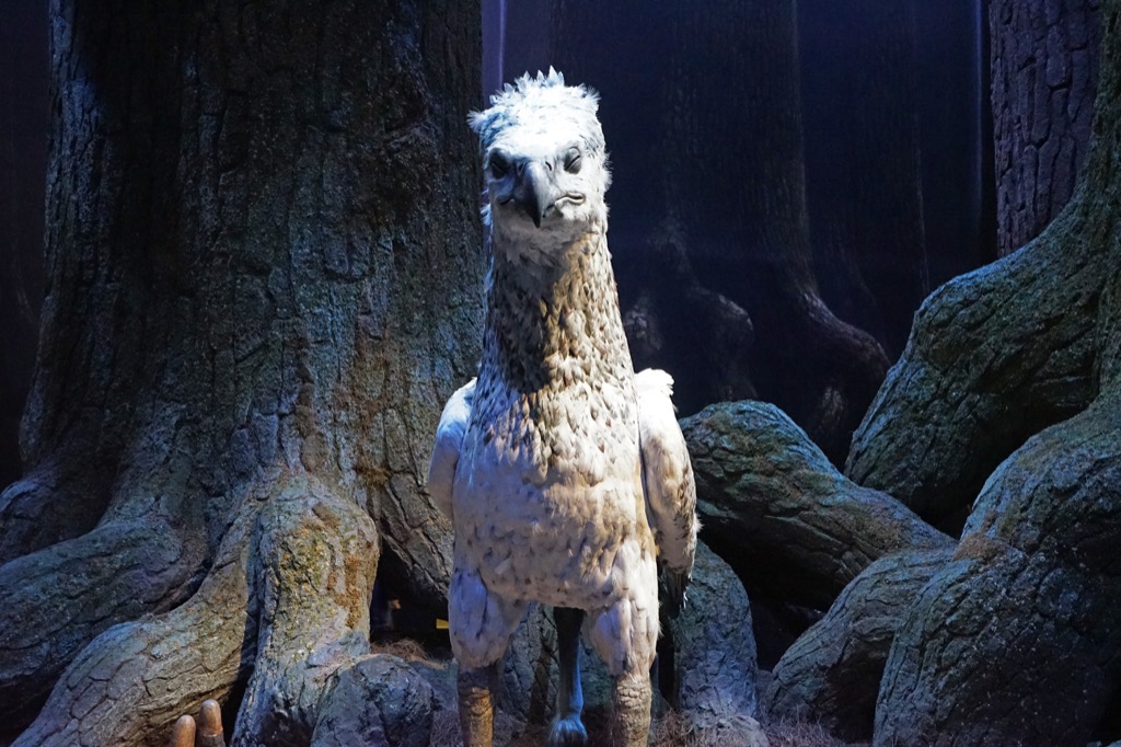 Hippogriff harry potter