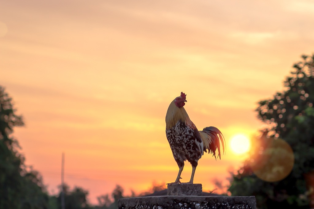 Rooster at sunrise