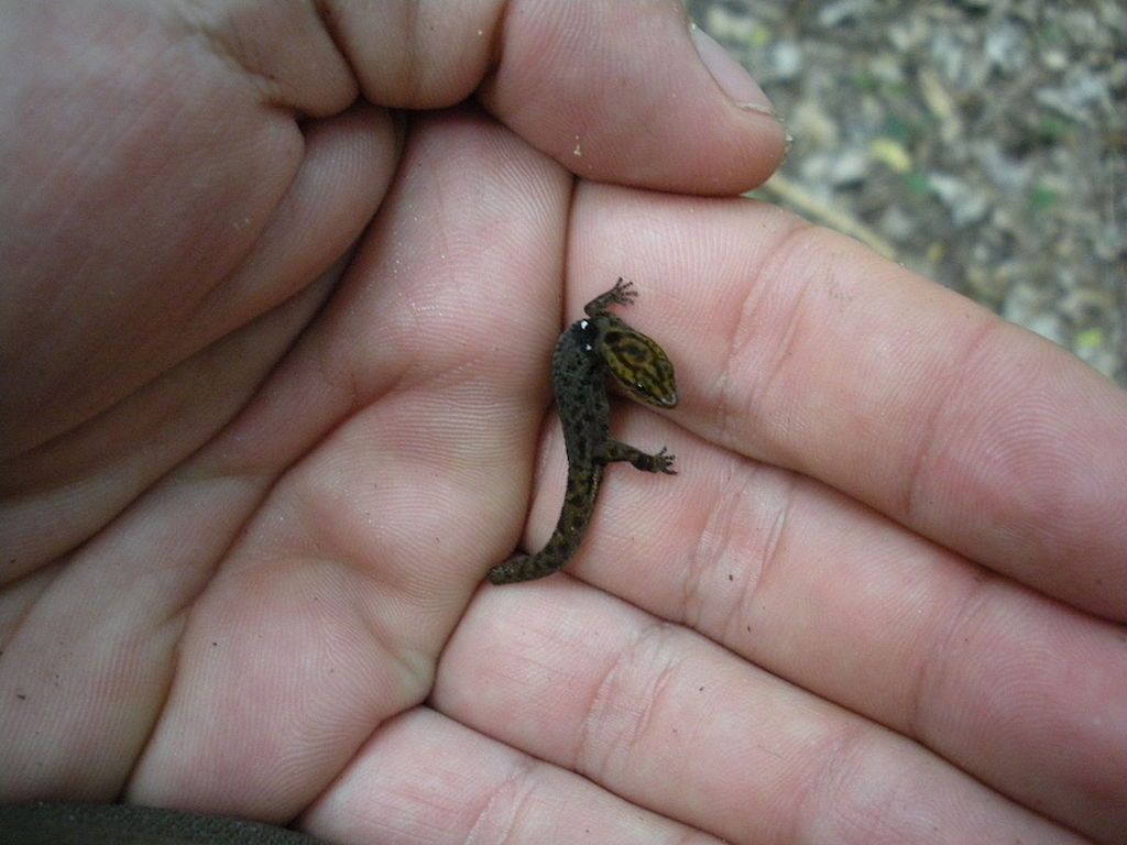 11 of the Smallest Mammals in the World