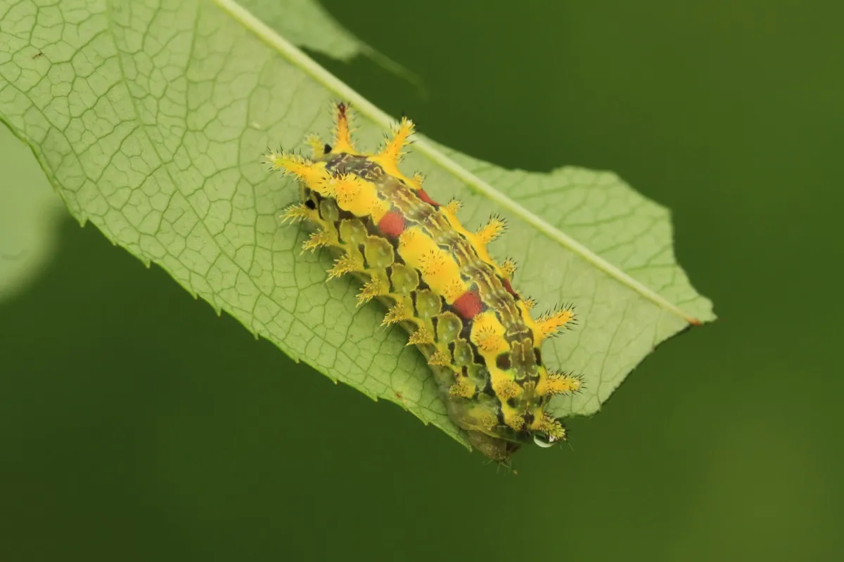 spiny oak-slug caterpillar dangerous bugs in america