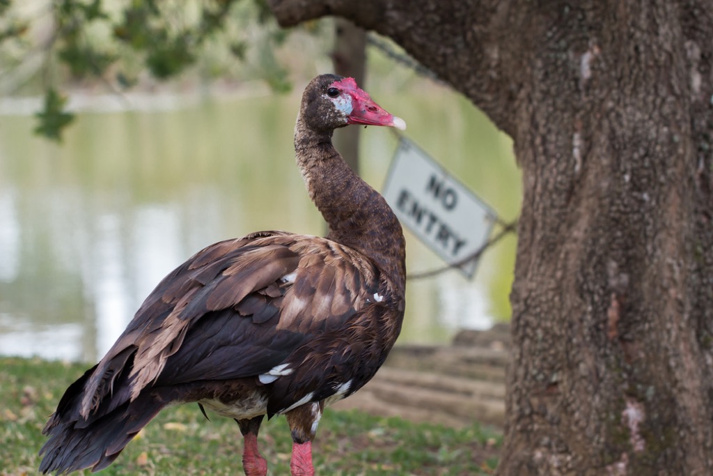 spur winged goose animal facts