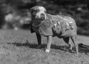 Stubby World War I Animals Who Are Real-Life Heroes
