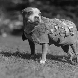 Stubby World War I Animals Who Are Real-Life Heroes