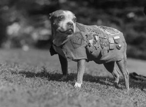 Stubby World War I Animals Who Are Real-Life Heroes